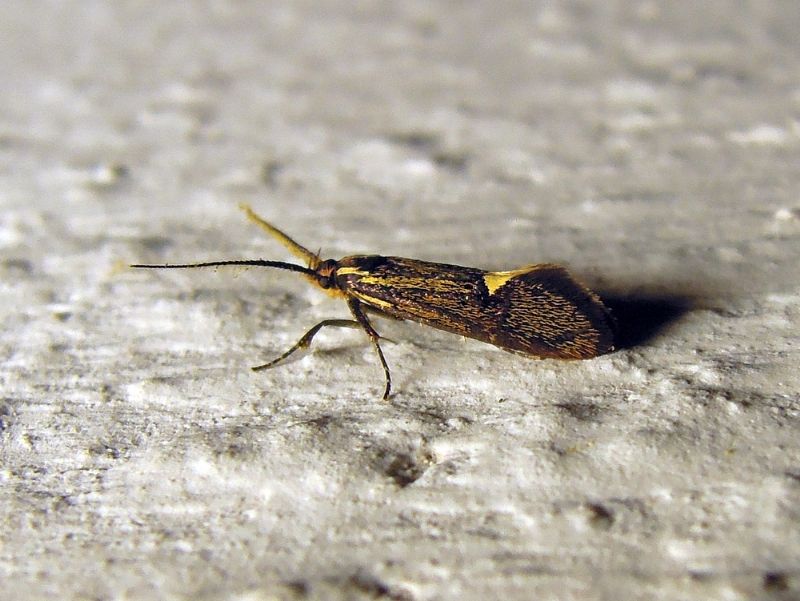 Esperia sulphurella, Oecophoridae